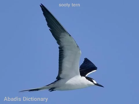 sooty tern